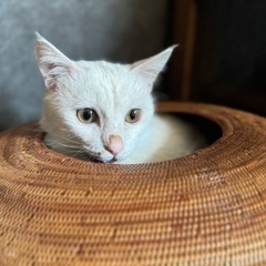 甘えん坊　竺丸(じくまる)くん - 猫