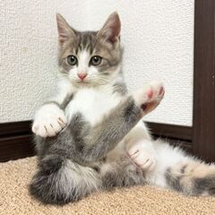 もふもふ可愛くて元気いっぱいハチワレ君！