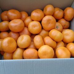 青島温州ミカン（晩生）Ｍ～Ｌサイズ。７ＫＧ／¥１３００です。