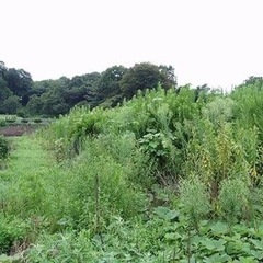 手のつけられなくなった耕作放棄地の有効利用