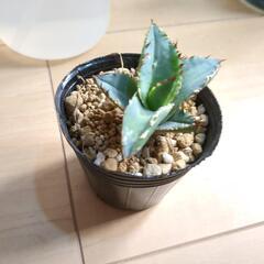 訳ありアガベ　オテロイ？　チタノタ？の画像