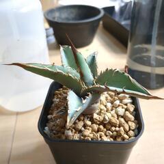 訳ありアガベ　オテロイ？　チタノタ？の画像