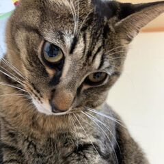 【2024/1/11更新】お耳とおめめがキュート😘「ガオ(ガリレ...