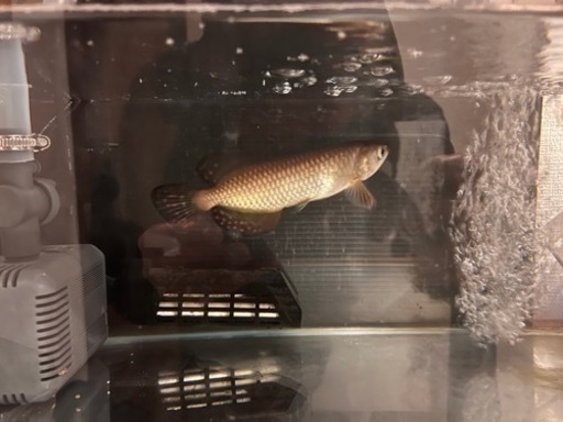 アロワナ　ノーザンバラムンディ　古代魚