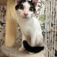 お目々の大きなおめめちゃん💓人馴れ抜群 − 京都府