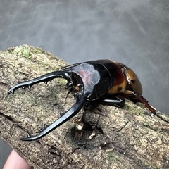 【幼虫】 ファブリースノコギリクワガタ(タカクワイ) 5匹の画像