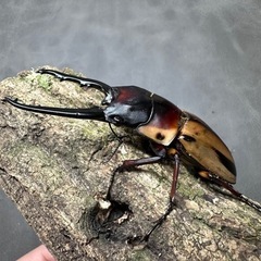 【幼虫】 ファブリースノコギリクワガタ(タカクワイ) 5匹の画像