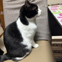 ハチワレ猫(オス)