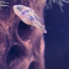 熱帯魚セット　アベニーパファー（淡水フグ）赤いミナミヌマエビ