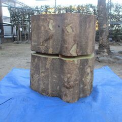 丸太・榎( エノキ ) の広葉樹・・圧巻
