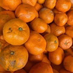 1/11 出荷の規格外みかん 青島みかん 