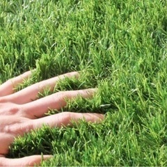 【新品未開封】人工芝2m×10m 芝丈35mm  高密度 高耐久