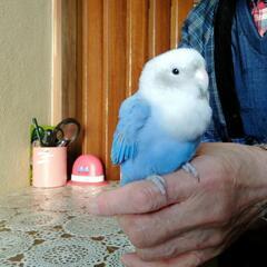 迷いインコです。12日に警察に届け出しました。