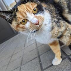 近所にいるのらちゃん。里親を募集します。我が家には５匹の先住猫が...