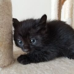 【募集停止】生後2ヶ月くらいの黒縞猫ちゃん①
