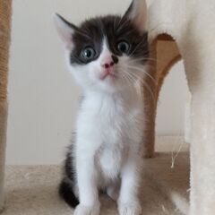 【募集停止】生後2ヶ月くらいの甘えん坊の黒白ちゃん
