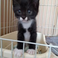 【募集停止】生後2ヶ月くらいの黒が多めの黒白ちゃん