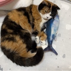 何度もごめんなさい。迷い猫探しています　迷子猫