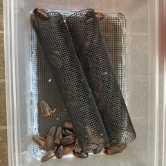 【急募】デュビア 成虫