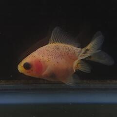 🐟激カワ😍KOMUいろFARM ショートテールパンダ琉金　約4.5センチ前後 可愛いサイズから育成、観賞楽しんで下さい❗№001の画像