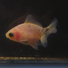 🐟激カワ😍KOMUいろFARM ショートテールパンダ琉金　約4.5センチ前後 可愛いサイズから育成、観賞楽しんで下さい❗№001の画像