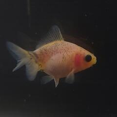 🐟激カワ😍KOMUいろFARM ショートテールパンダ琉金　約4....