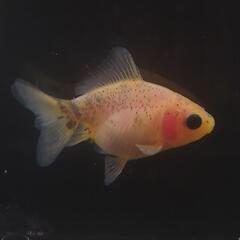 🐟激カワ😍KOMUいろFARM ショートテールパンダ琉金　約4.5センチ前後 可愛いサイズから育成、観賞楽しんで下さい❗№001の画像