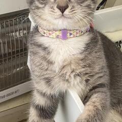 猫ちゃんを探しています