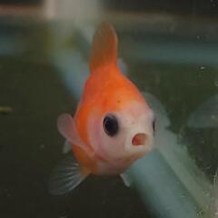 完売🙇🐟激カワ😍KOMUいろFARM ショートテールパンダ琉金　約4センチ前後 可愛いサイズから育成、観賞楽しんで下さい❗№002の画像