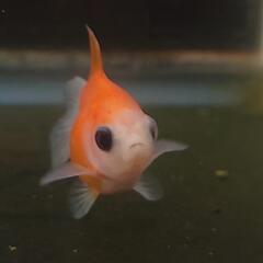 完売🙇🐟激カワ😍KOMUいろFARM ショートテールパンダ琉金　約4センチ前後 可愛いサイズから育成、観賞楽しんで下さい❗№002の画像