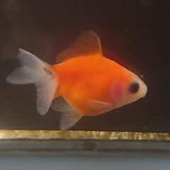 完売🙇🐟激カワ😍KOMUいろFARM ショートテールパンダ琉金　約4センチ前後 可愛いサイズから育成、観賞楽しんで下さい❗№002の画像