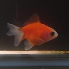 完売🙇🐟激カワ😍KOMUいろFARM ショートテールパンダ琉金　...