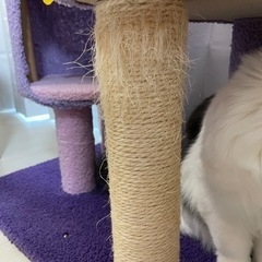 【1/20お譲りする方が決まりました】キャットタワーの画像
