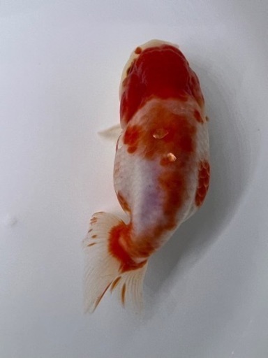 ビッグ　桜錦　金魚　らんちゅう　魚　キンギョ