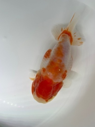 ビッグ　桜錦　金魚　らんちゅう　魚　キンギョ
