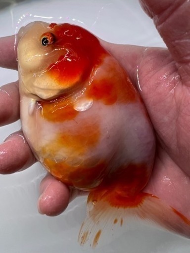 ビッグ　桜錦　金魚　らんちゅう　魚　キンギョ