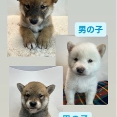 柴犬　小柴　オーナー様募集中