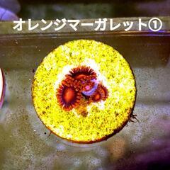 オレンジマーガレット ① ￥800