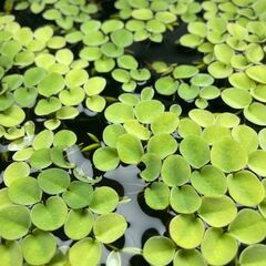 サルビニア・ククラータ　浮草　水草　金魚　メダカ　熱帯魚　水槽　...
