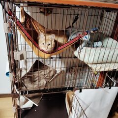 キャットケージ二段