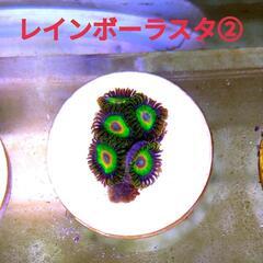 レインボーラスタ ② ￥1.000