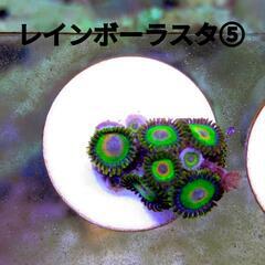 レインボーラスタ ⑤ ￥1.200