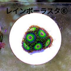 レインボーラスタ ⑥ ￥1.100