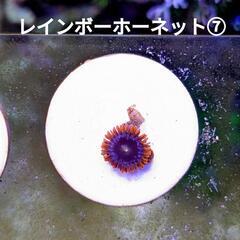 レインボーホーネット ⑦ ￥300