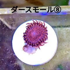 ダースモール ⑧ ￥700