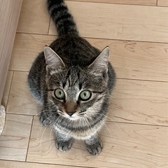 可愛い姉妹の子猫です。決定しました！