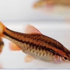 熱帯魚 チェリーバルブ 2匹　ペア