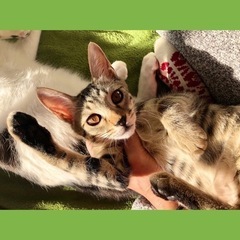 お見合い調整可😻ウサギみたいな尻尾ボブテイルのシシィちゃん