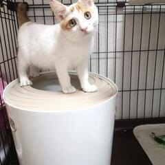 【里親さま決定】まんまるおめめの可愛い僕ちゃん − 埼玉県