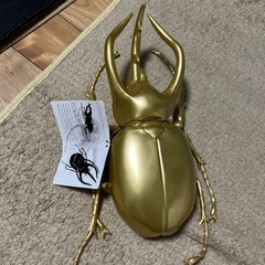 約14cm。コーカサスオオカブト。 